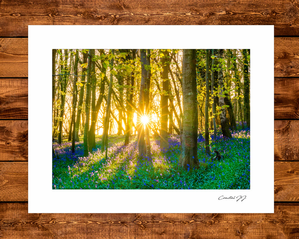 'Bluebells at Nore Wood, West Sussex' Mounted Print