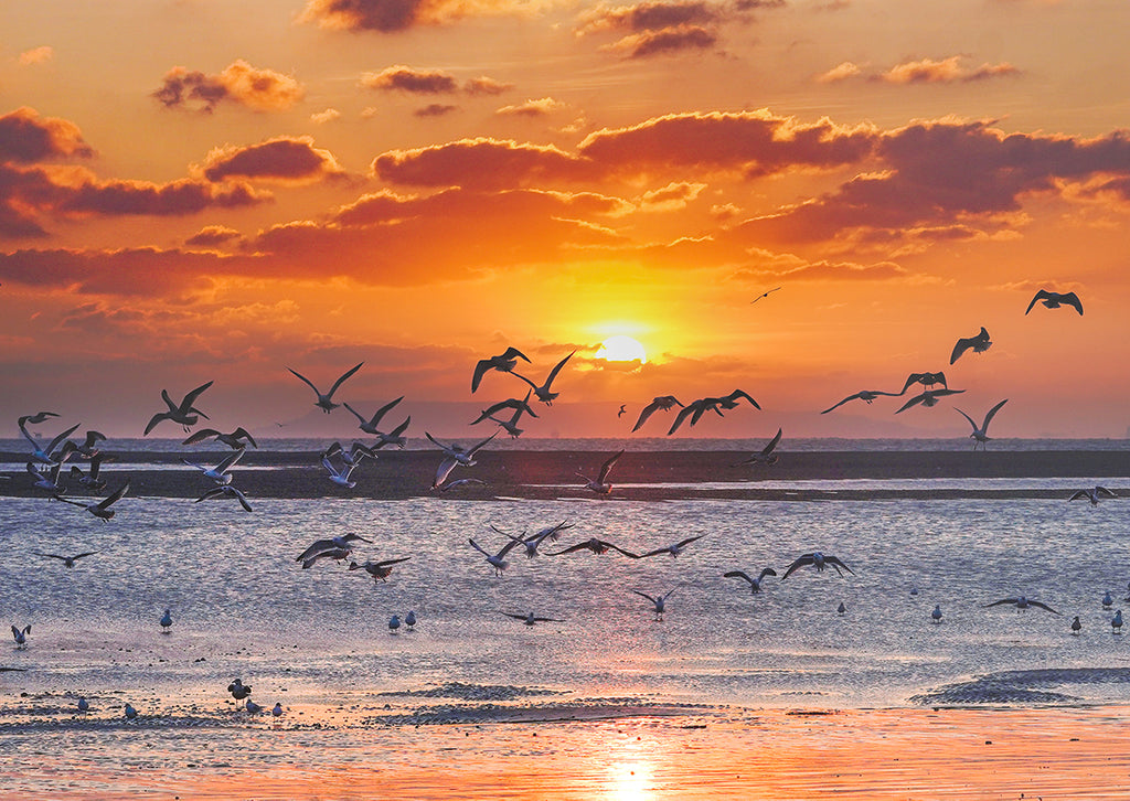 'Seagull Sunset' Canvas Print